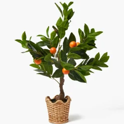 Clementine Tree