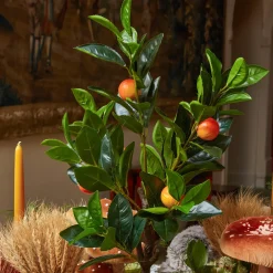 Clementine Tree