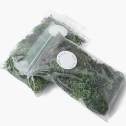 Mrs. Alice Decorative Moss