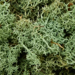 Mrs. Alice Decorative Moss