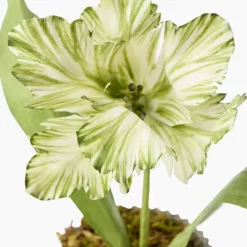 Mrs. Alice Handpainted Green Tulip