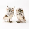 Pair of Tawny Owls