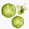 Serena Green Cabbage Starter Plate